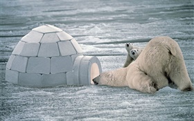 Los osos polares, la familia, la nieve HD fondos de pantalla