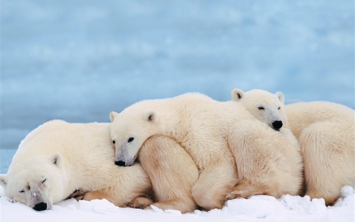 Los osos polares se mantienen unidas por el calor del sueño Fondos de pantalla, imagen