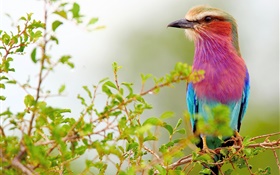 azul púrpura plumas de aves, ramitas