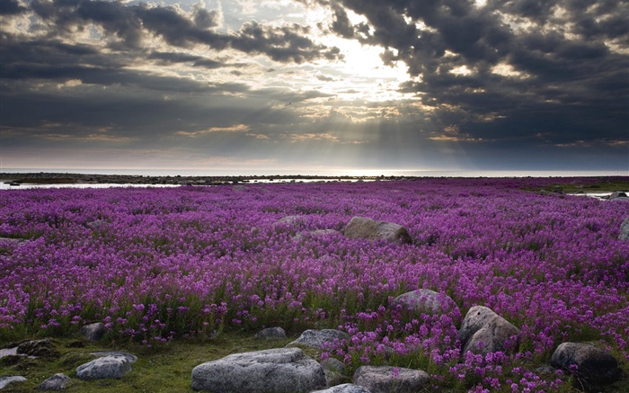 flores de color púrpura sobre el terreno, rocas, nubes, rayos del sol Fondos de pantalla, imagen
