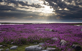 flores de color púrpura sobre el terreno, rocas, nubes, rayos del sol