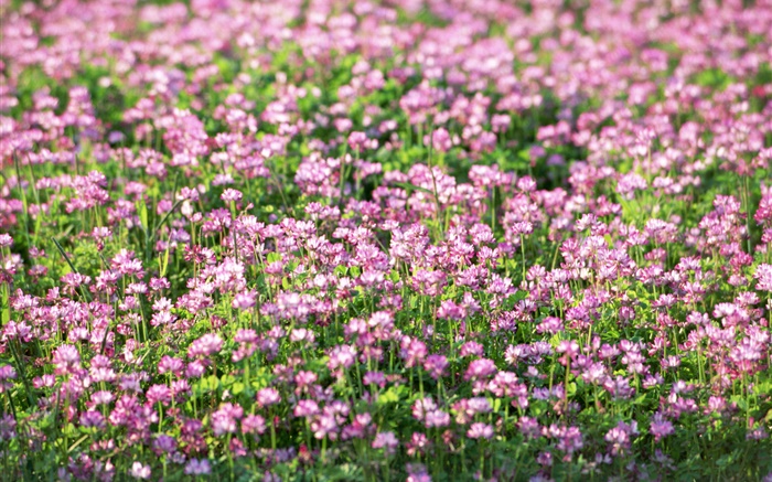 pequeñas flores silvestres de color púrpura, primavera Fondos de pantalla, imagen