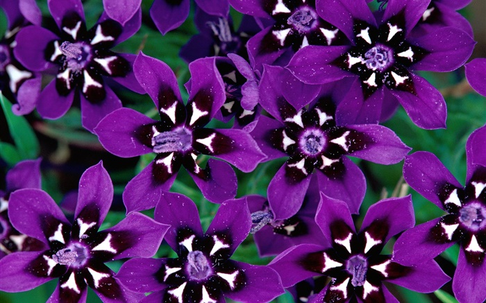 pétalos de color púrpura flores de cerca Fondos de pantalla, imagen