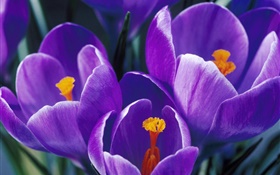 Pétalos púrpuras tulipanes del primer