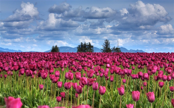 flores púrpuras del tulipán del campo, nubes, árboles, oscuridad Fondos de pantalla, imagen