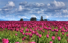 flores púrpuras del tulipán del campo, nubes, árboles, oscuridad