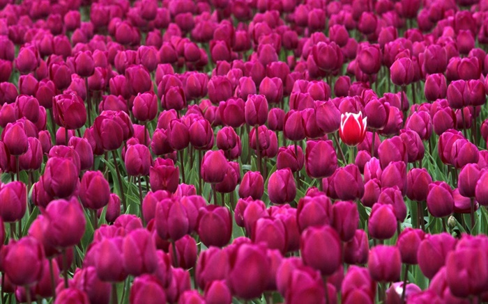 Campo de flores púrpuras del tulipán Fondos de pantalla, imagen