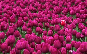 Campo de flores púrpuras del tulipán