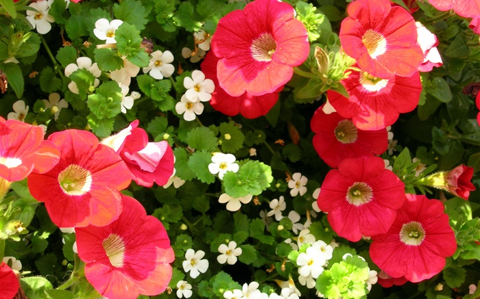 flores rojas y blancas primer plano Fondos de pantalla, imagen