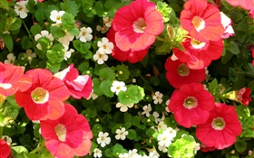 flores rojas y blancas primer plano HD fondos de pantalla