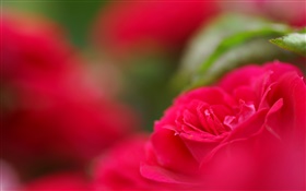 flor roja primer plano, bokeh HD fondos de pantalla