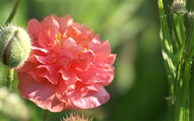 flor roja primer plano, sol, bokeh HD fondos de pantalla