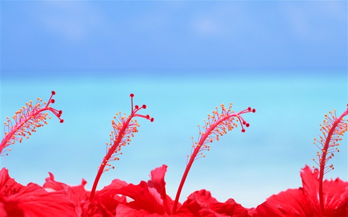 flores rojas, el cielo azul, Maldives Fondos de pantalla, imagen
