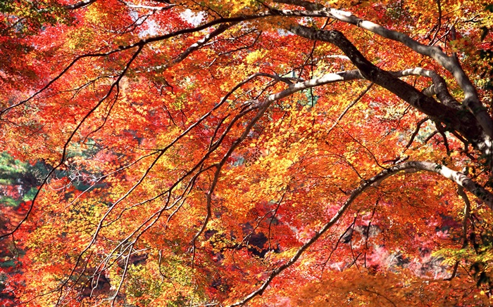 Red hojas de otoño, árboles Fondos de pantalla, imagen