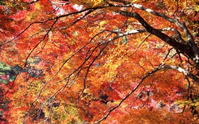 Red hojas de otoño, árboles