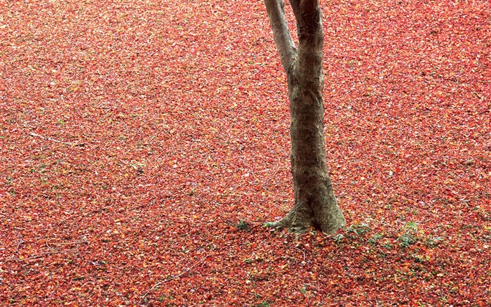 Hojas rojas en el suelo, árboles, otoño Fondos de pantalla, imagen