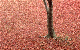Hojas rojas en el suelo, árboles, otoño