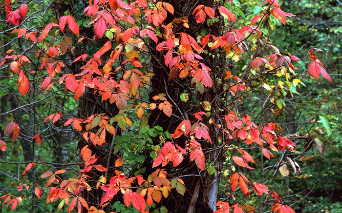 Red hojas, árboles, ramas, otoño Fondos de pantalla, imagen