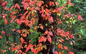 Red hojas, árboles, ramas, otoño