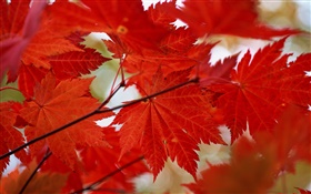 Hojas de arce rojo de primer plano, otoño