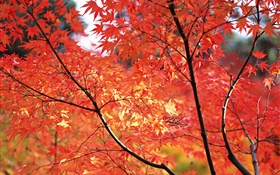 hojas rojas de arce, caída, Tokio, Japón