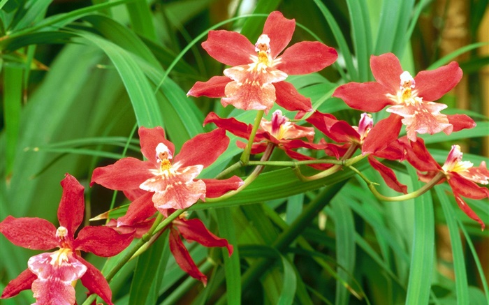 flores de orquídeas rojas, hojas verdes Fondos de pantalla, imagen