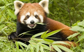 Panda roja que come el bambú