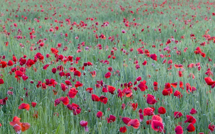 Campo de flor de amapola roja Fondos de pantalla, imagen
