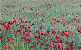 Campo de flor de amapola roja HD fondos de pantalla