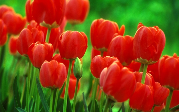 flores rojas del tulipán, jardín, fondo verde Fondos de pantalla, imagen