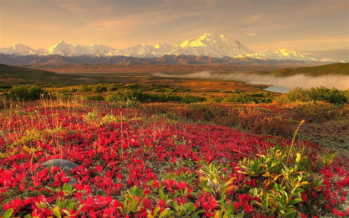 flores silvestres de color rojo, montañas, niebla, amanecer Fondos de pantalla, imagen