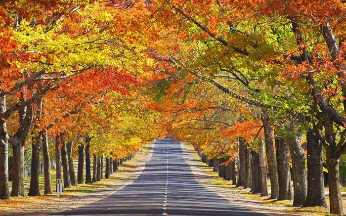 Camino, árboles, hojas rojas, otoño Fondos de pantalla, imagen