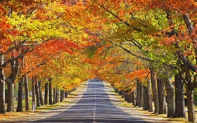 Camino, árboles, hojas rojas, otoño
