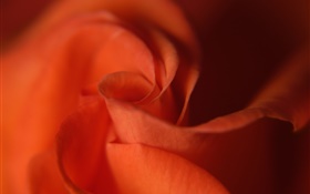 Primer color de rosa, pétalos de color naranja HD fondos de pantalla