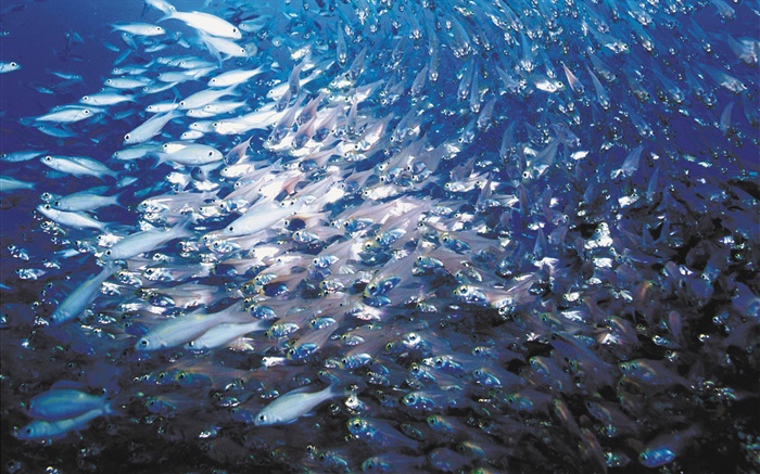 Escuela de peces Fondos de pantalla, imagen