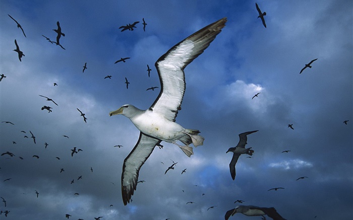 Las aves marinas que vuelan, noche, cielo Fondos de pantalla, imagen