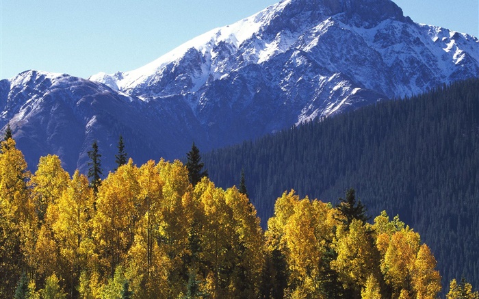 Montaña de la nieve, árboles, otoño Fondos de pantalla, imagen