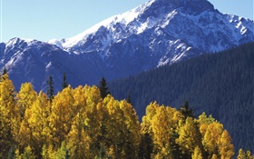 Montaña de la nieve, árboles, otoño HD fondos de pantalla