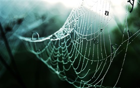 Tela de araña después de la lluvia, gotas de agua, palabras, imágenes creativas HD fondos de pantalla