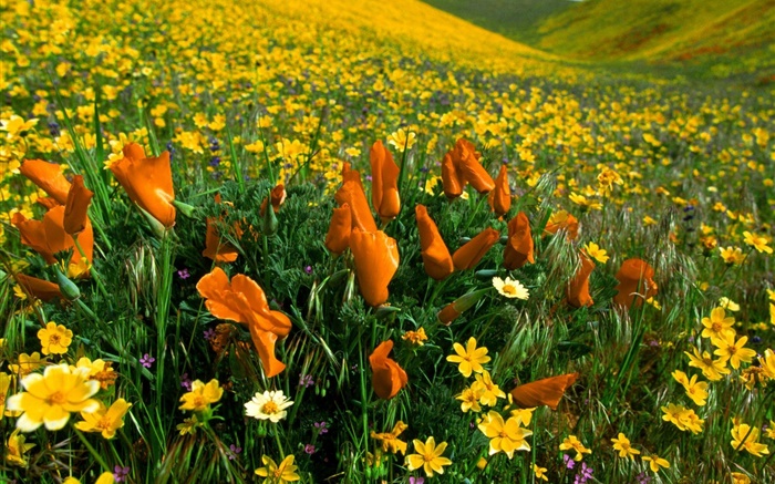 flores de la primavera, flores silvestres amarillas Fondos de pantalla, imagen