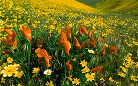 flores de la primavera, flores silvestres amarillas