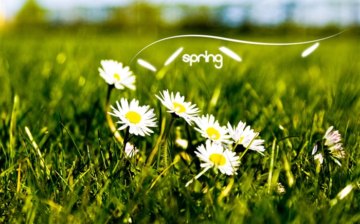 Primavera, hierba, margaritas blancas Fondos de pantalla, imagen
