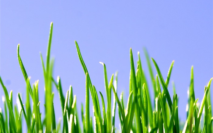 Primavera, hierba verde, el cielo azul Fondos de pantalla, imagen