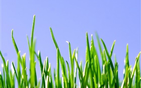 Primavera, hierba verde, el cielo azul HD fondos de pantalla