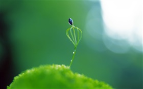 planta de la primavera Primer plano de yema, el deslumbramiento
