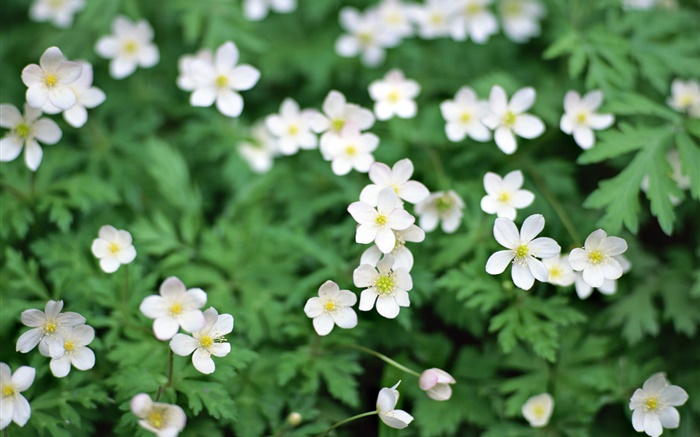 Primavera, pequeñas flores blancas de cerca Fondos de pantalla, imagen