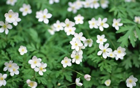 Primavera, pequeñas flores blancas de cerca