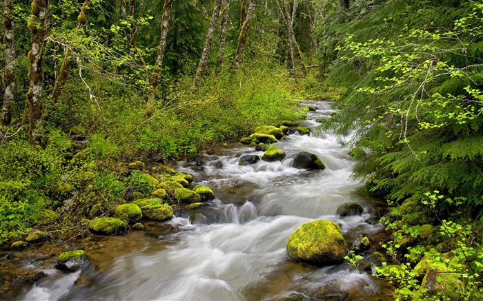 Still Creek, Mt. Capucha National Forest, Oregon, EE.UU. Fondos de pantalla, imagen