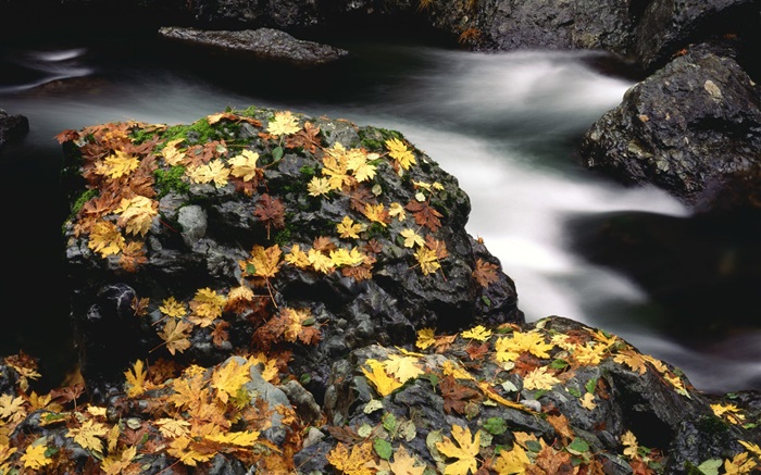 Piedras, hojas amarillas, cala, otoño Fondos de pantalla, imagen