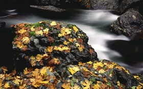Piedras, hojas amarillas, cala, otoño HD fondos de pantalla